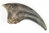 Rare, Fossil Raptor (Anzu) Hand Claw - Montana #206958-1